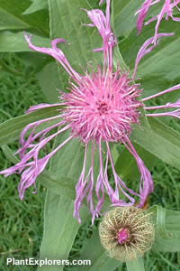 Centaurea uniflora subsp. nervosa