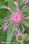 Centaurea uniflora subsp. nervosa