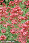 Centranthus ruber