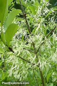 Chionanthus virginicus