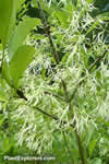 Chionanthus virginicus