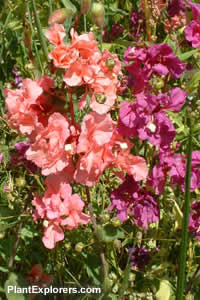 Clarkia amoena