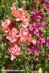 Clarkia amoena