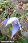 Clematis alpina