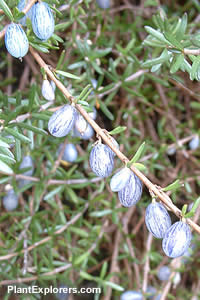 Coprosma brunnea
