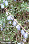 Coprosma brunnea