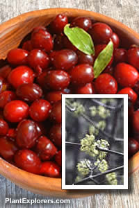 Cornus mas