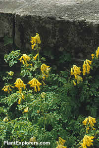 Corydalis lutea