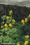 Pseudofumaria lutea