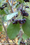 Cotoneaster affinis