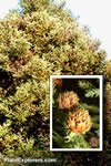 Cryptomeria japonica