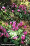 Cyclamen hederifolium