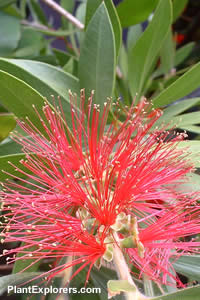 Callistemon citrinus