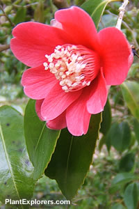 Camellia japonica