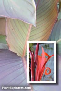 Canna indica 'Purpurea'