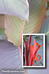Canna indica 'Purpurea'