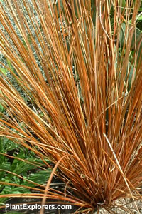 Carex buchananii