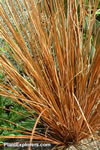 Carex buchananii