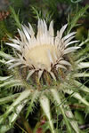 Carlina acaulis