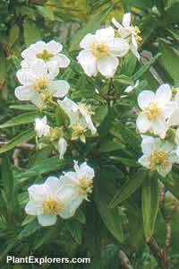 Carpenteria californica