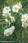 Carpenteria californica