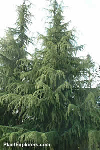 Cedrus deodara