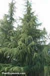 Cedrus deodara