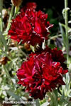 Centaurea cyanus 'Nigra'