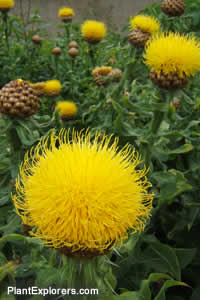 Centaurea macrocephala