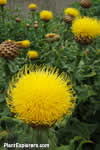 Centaurea macrocephala