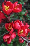 Chaenomeles japonica