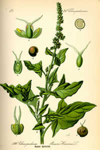 Chenopodium bonus-henricus