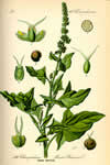 Chenopodium bonus-henricus