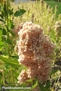 Chenopodium quinoa