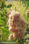 Chenopodium quinoa