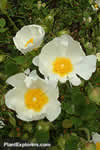 Cistus salviifolius