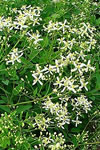 Clematis recta