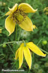Clematis tangutica