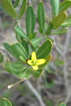 Cneorum tricoccon