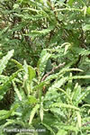 Comptonia peregrina