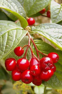 Cotoneaster splendens