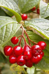 Cotoneaster splendens