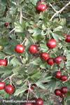 Crataegus schraderiana