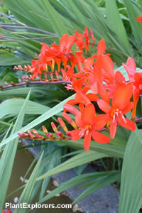 Crocosmia &times; crocosmiiflora