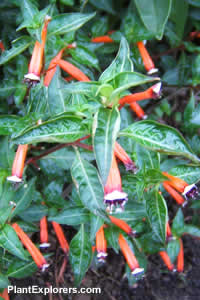 Cuphea ignea
