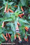 Cuphea ignea