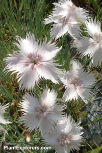 Dianthus alpinus