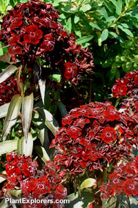Dianthus barbatus