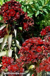 Dianthus barbatus