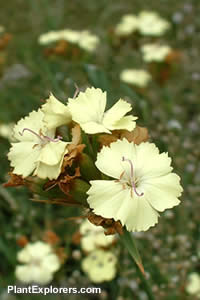 Dianthus Knappii
